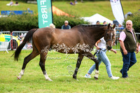 racehorses Kitty Light and Potters Corner