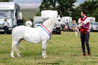 Open Mountain and Moorland Inhand Championship