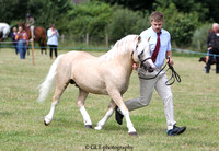 34 Open Mountain and Moorland In Hand (Small Breeds}