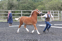 11. Yearling Colt Gelding