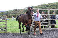 11. Yearling Colt Gelding