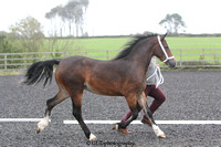 12. Yearling Filly