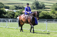 8 Side Saddle Costume Concours d'elegance